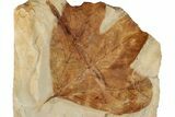 Fossil Sycamore Leaf (Platanus) - Montana #199574-1